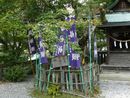 柿本人麻呂社の社殿の前にある明智光秀公手植えの楓を撮った写真