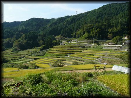 坂折棚田の全景を写した画像