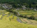 坂折棚田背後の里山とのコントラストを縦長で写した写真