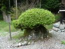 富士神社境内の巨石に生える植物