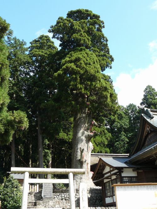 �v�Ô����{