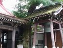 温泉寺の歴史を見つめ続けてきた境内に植えられているサイカチの大木