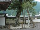 東林寺の歴史を見つめてきた柊の巨木