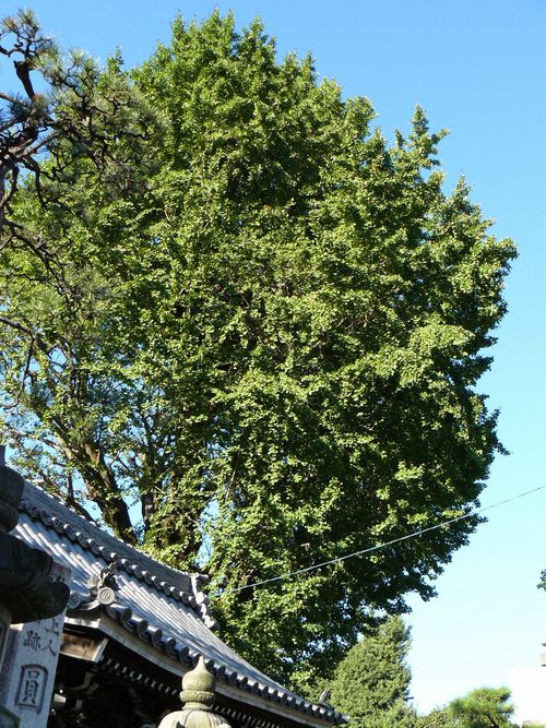 �򕌎s�E�~����