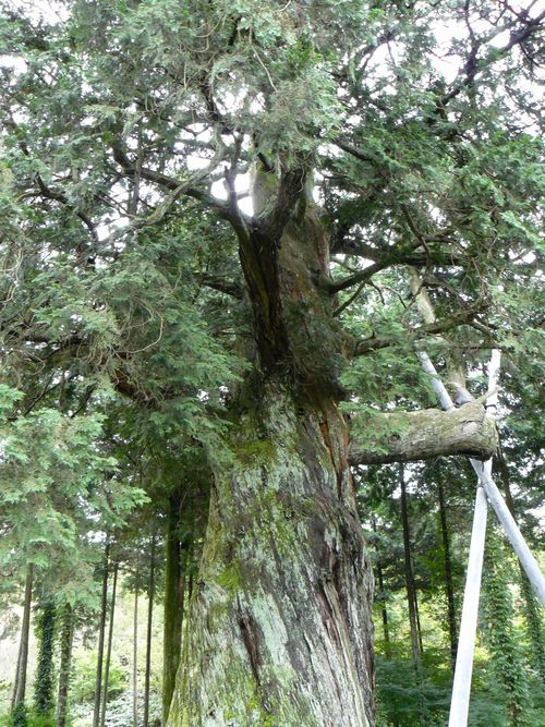 �򕌎s�E��q��