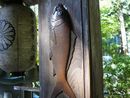 華厳寺本堂の柱に施されている精進落としの鯉