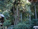 禅蔵寺境内に植樹された広葉杉
