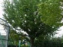 太田代官所跡地に植樹されている銀杏の大木