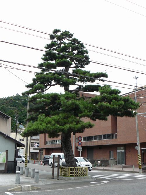 ���Z�s�E���߂̏�