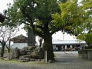 願興寺境内に植樹された大木