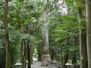 武芸八幡宮参道に生える推定樹齢千年の大杉