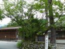 白川郷：本覚寺の境内に植樹されている「おおたザクラ」