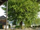 永泉寺の境内に雲山和尚が植樹したと伝わるイチョウの大木