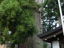 一本杉白山神社の御神木と思われる矢立スギ