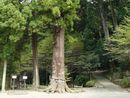 大舩神社の御神木と思われる巨木